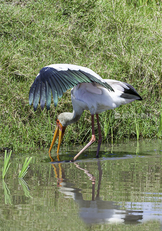 黄嘴鹳(朱鹭Mycteria ibis)，有时也被称为木鹳或木朱鹭，是一种大型非洲涉水鹳属的鸟科鸟类。